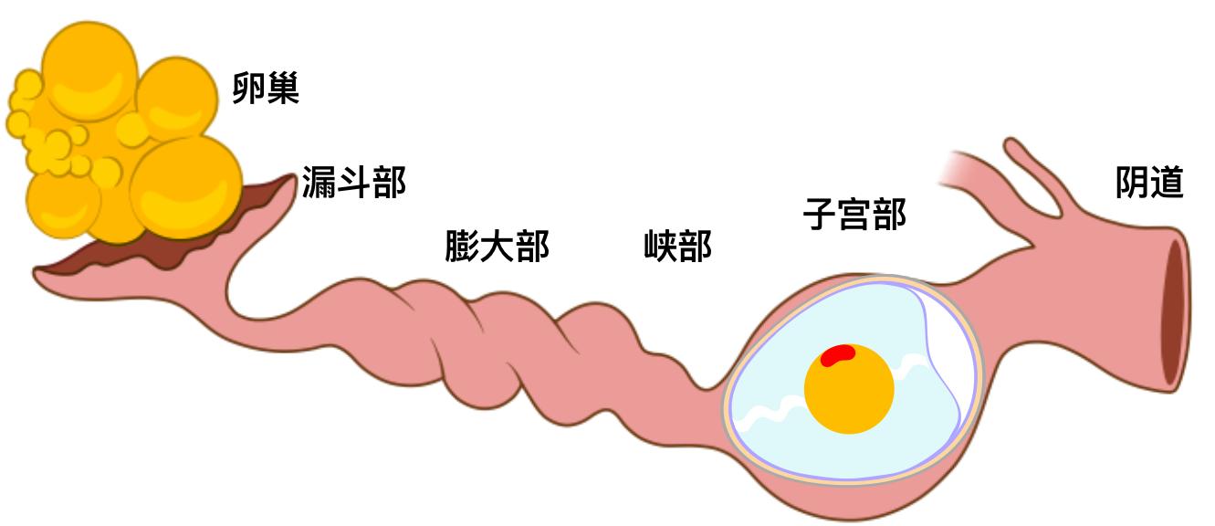 双黄蛋的产生：和激素无关，但也很有趣