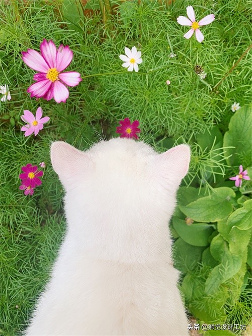 拍一张照片就能设计成一幅海报,一张人像图片做成海报构图