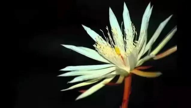 世界上最华丽最高贵的花,世界上最高贵最漂亮的60朵花