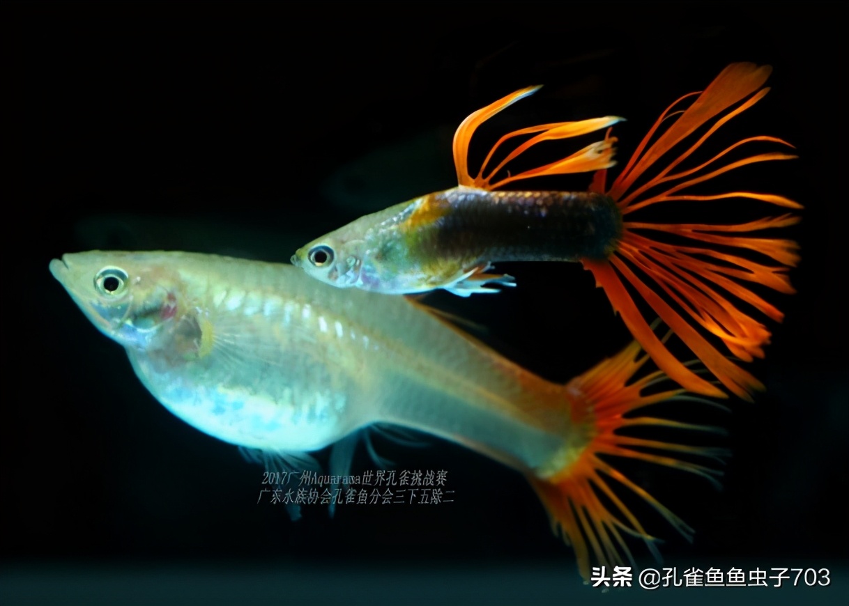 合缸后出现死鱼怎么办,养鱼如何防止死一缸