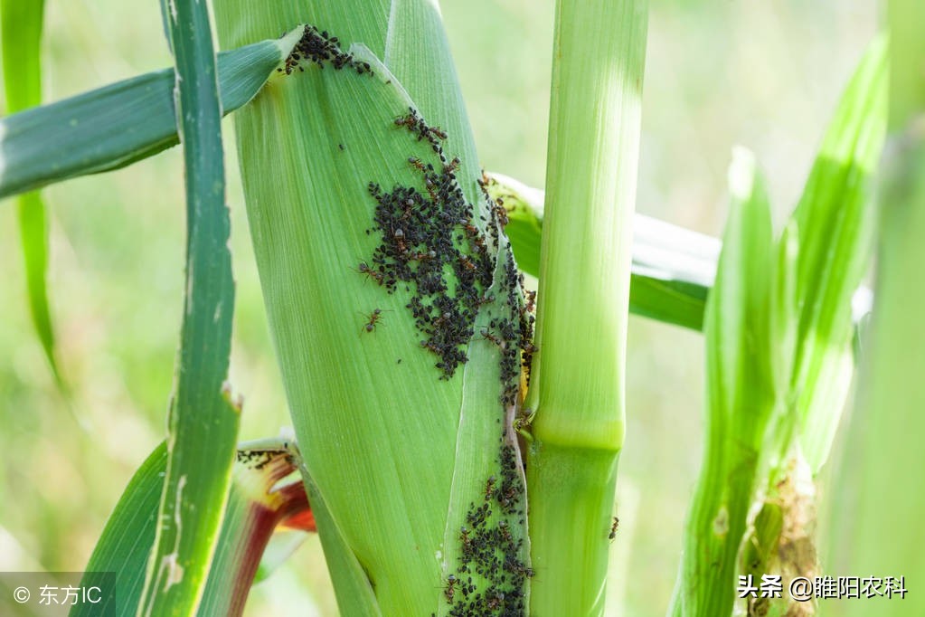 甲拌磷拌种浓度大了能烧坏种子吗,拌种农药甲拌磷