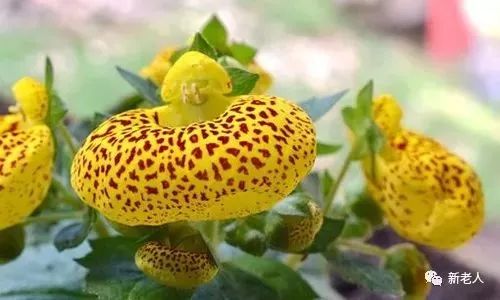 健康=长寿？保健专家却说……