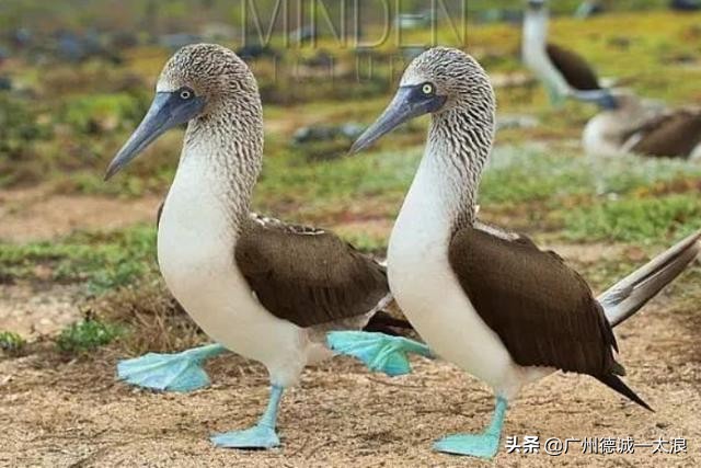 世界上十大很少见到的动物,世界上最受欢迎的动物排行榜