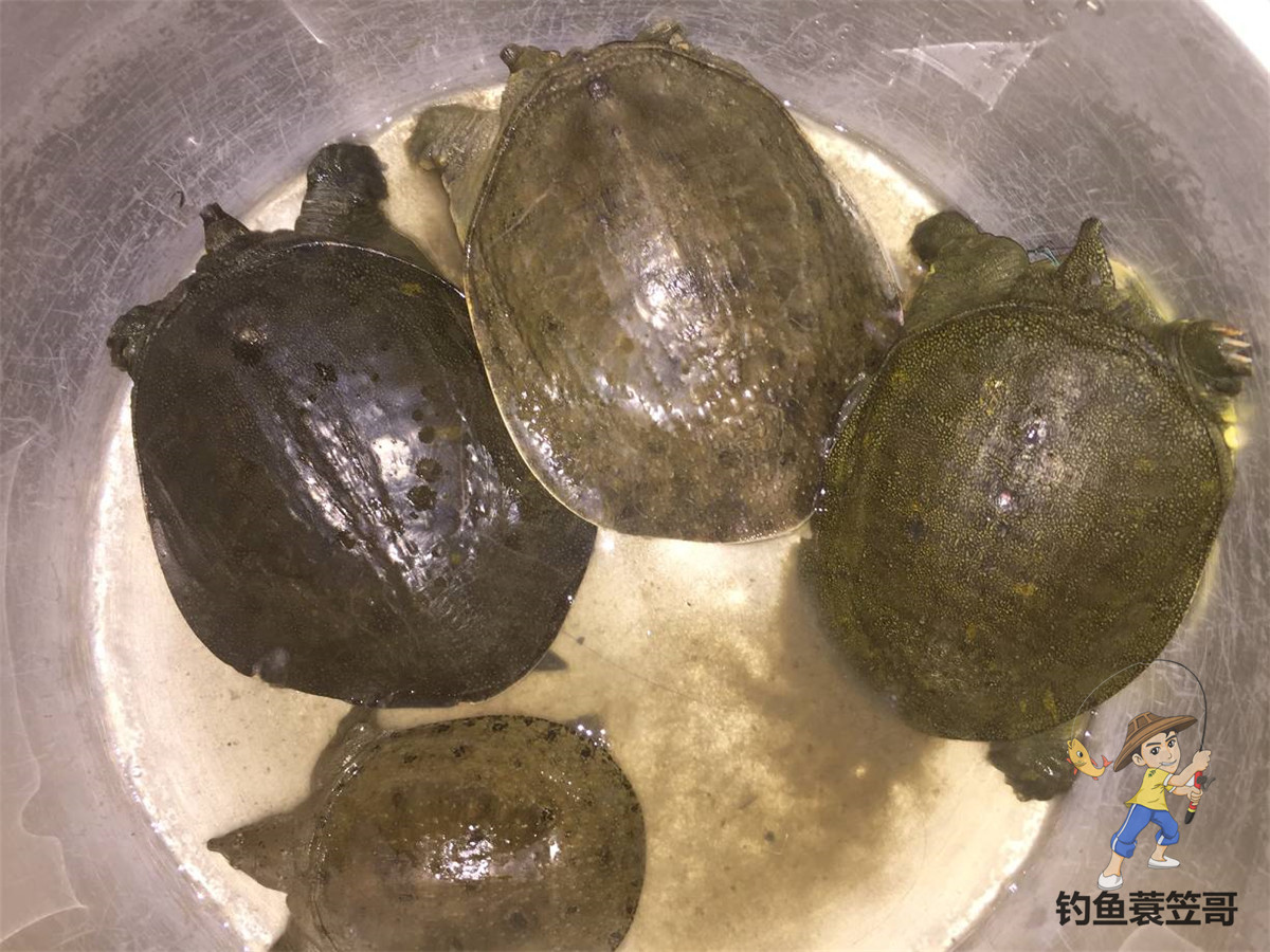 野钓手竿钓甲鱼最佳方法,甲鱼钓法手竿