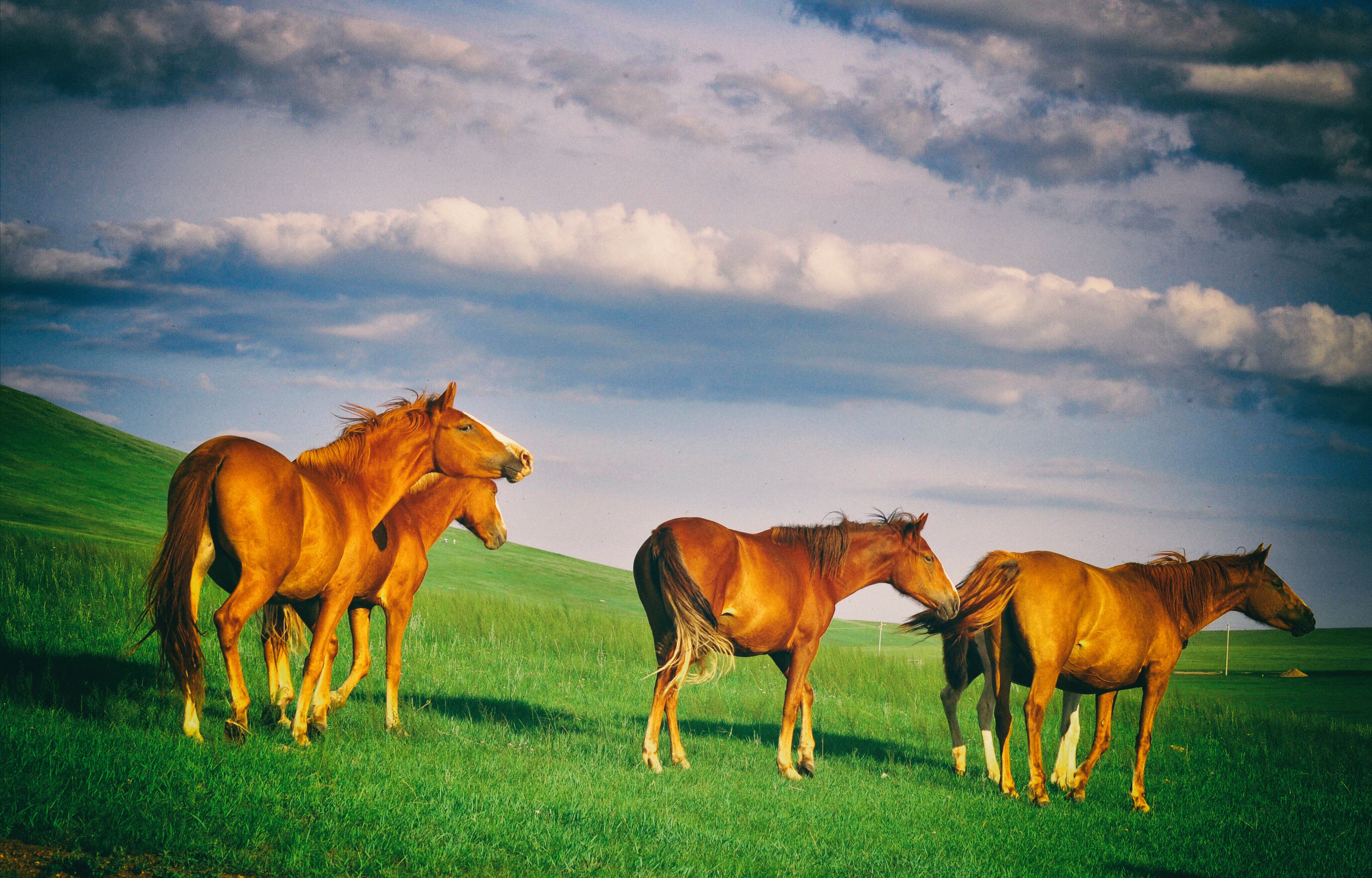 南方人自驾来东北是啥体验,15天一万公里的新疆感受