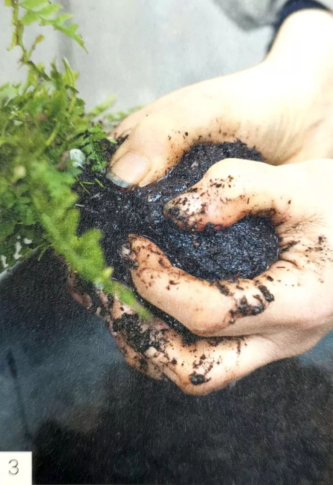 适合做苔玉的苔藓有哪些,适合做苔玉的苔藓