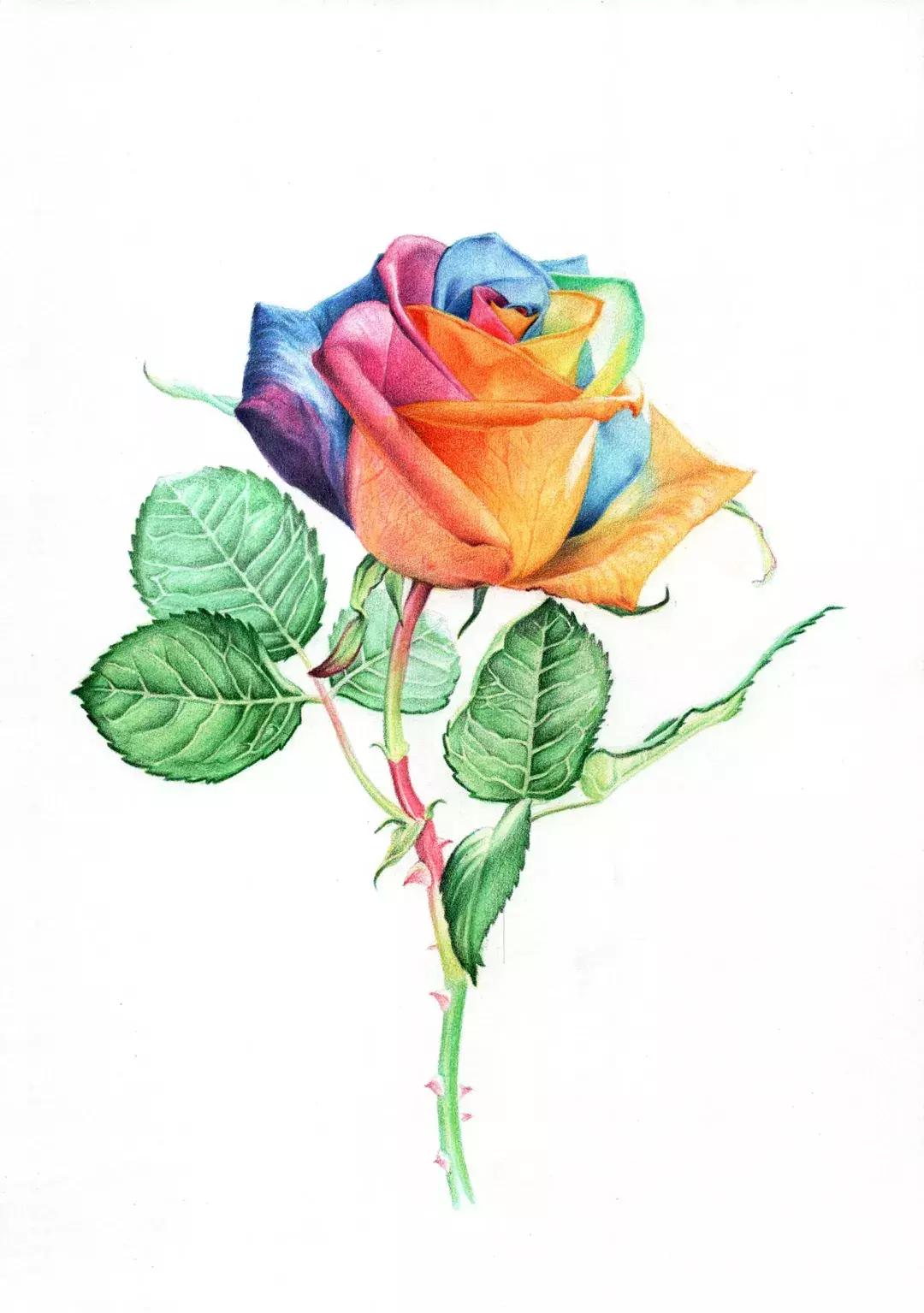 玫瑰大全｜说到玫瑰只能想到红玫瑰的，建议你好看看本文！