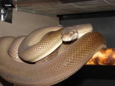 可以吃掉鳄鱼的蟒蛇,蟒蛇吞袋鼠撑死