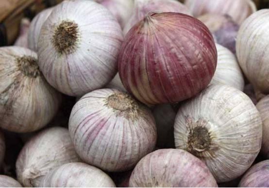 大蒜种植地里喷什么除草剂来除草,大蒜种植有妙招教你一招