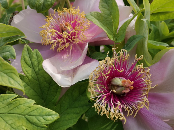 光荣v20能微距拍照嘛,光荣v20的相机微距在哪里