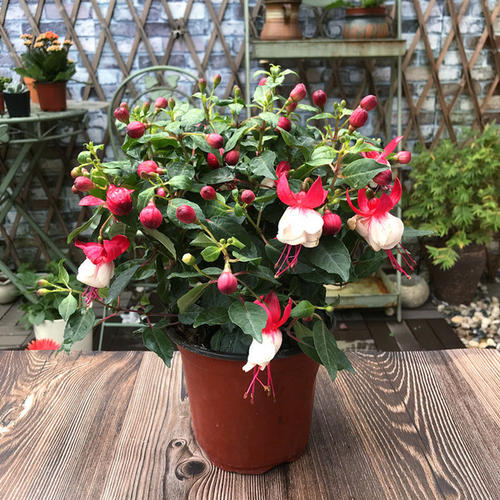 养这6种花太省心新手也很难养死,这6种花从春开到夏养了不吃亏