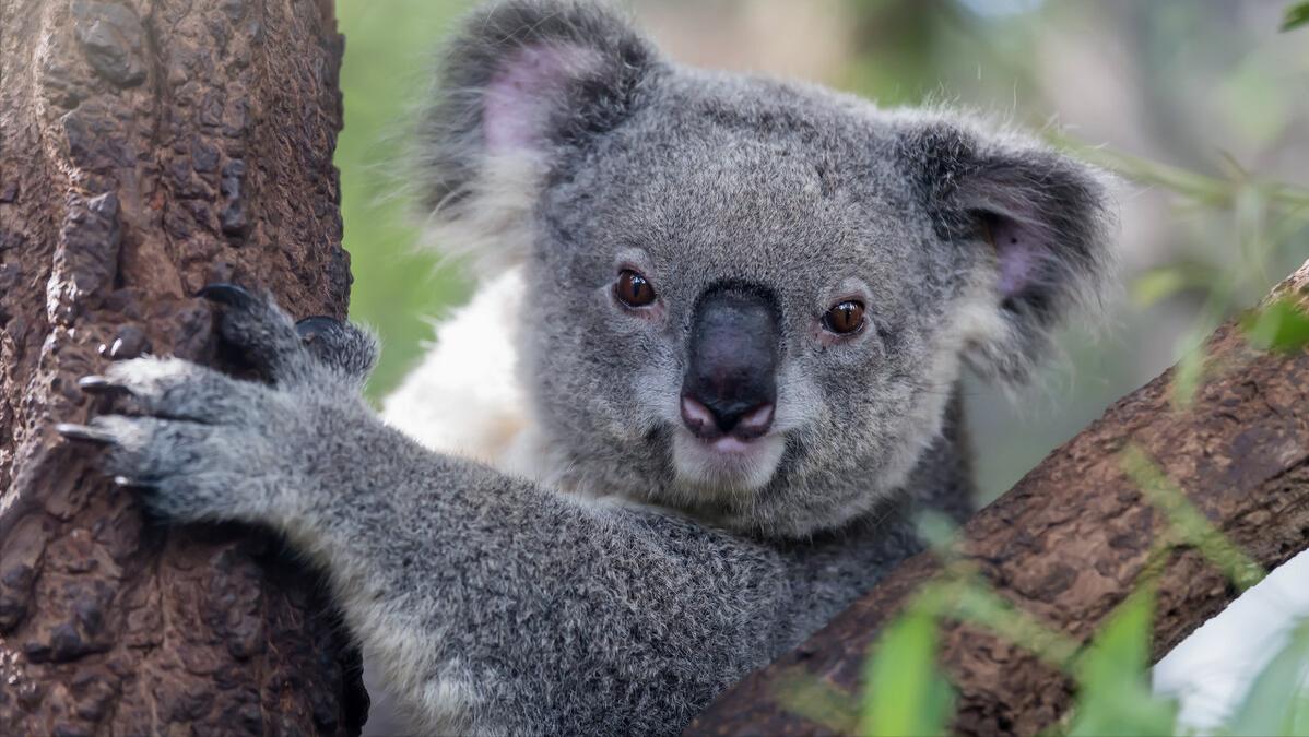 广州长隆有什么野生动物世界,长隆香江酒店长隆野生动物世界店