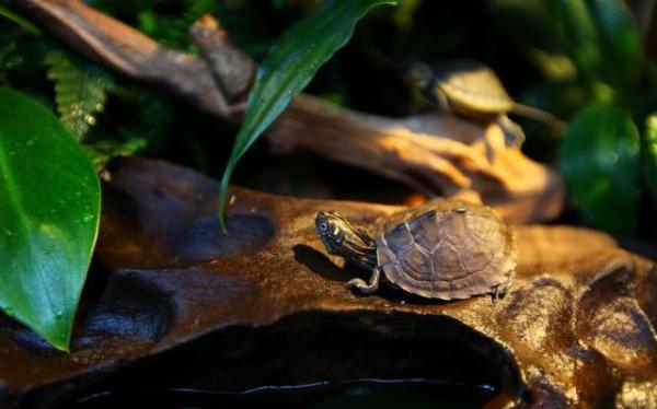 小乌龟的饲养方法,花龟的饲养方法最简单