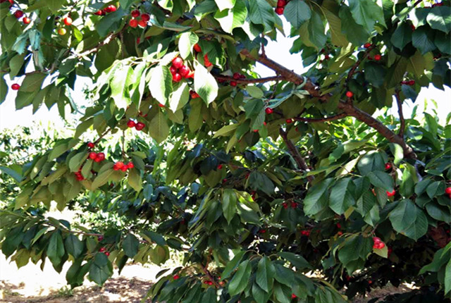 济南樱桃采摘园推荐,鲜果采摘园樱桃