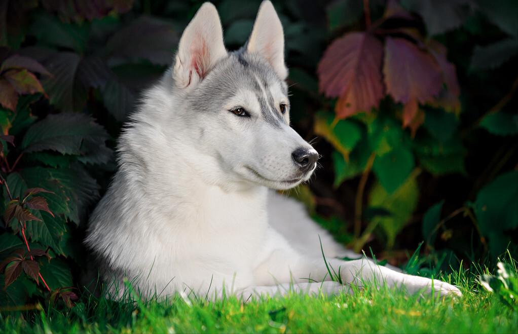 网评“无攻击性”的3种狗，性格温顺，养过的人都懂