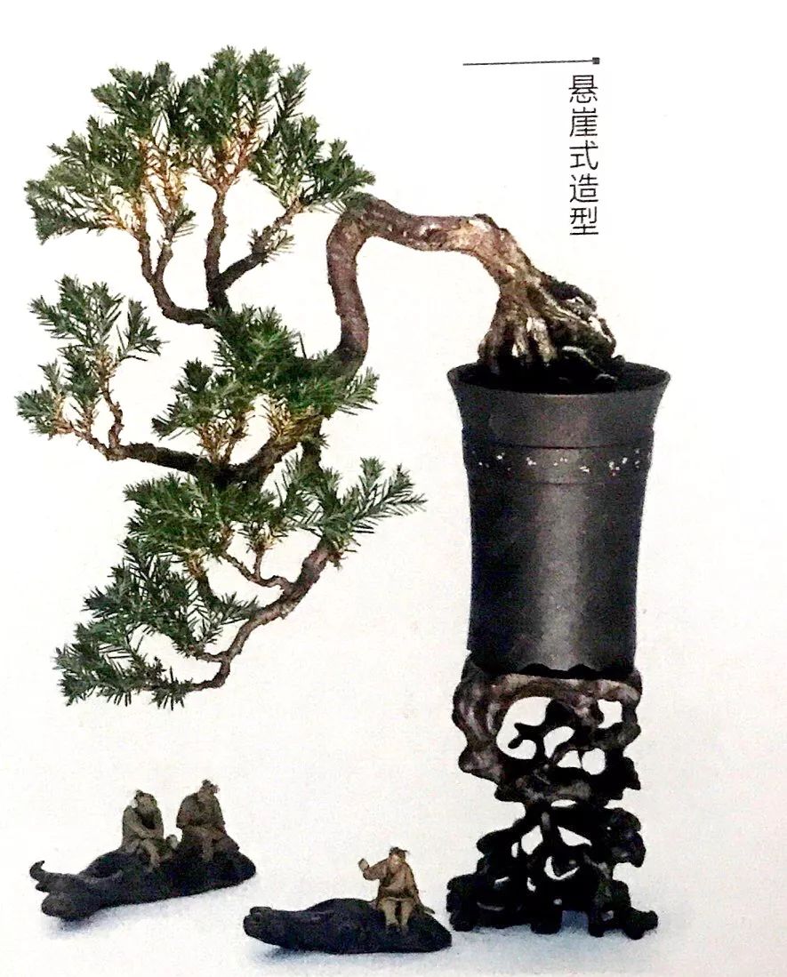 100种盆景造型欣赏,园林盆景微型盆景