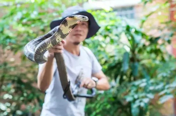 黄埔街坊家中深夜潜入1米长眼镜蛇，这三个捕蛇误区必须记住