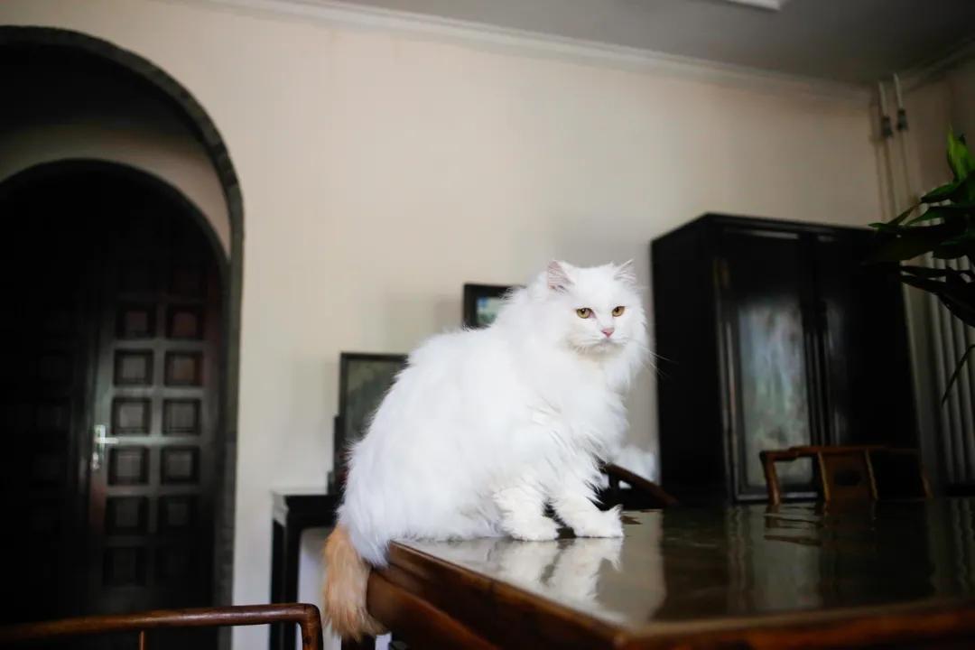 跟本喵同星座的两脚兽一定很“仙儿”