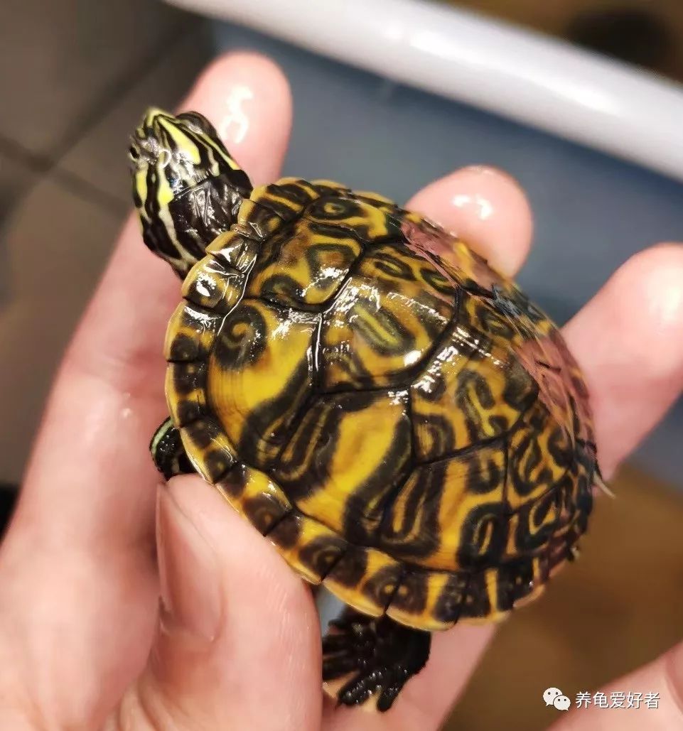 深水养龟优缺点,家庭养龟的正确方法和注意事项