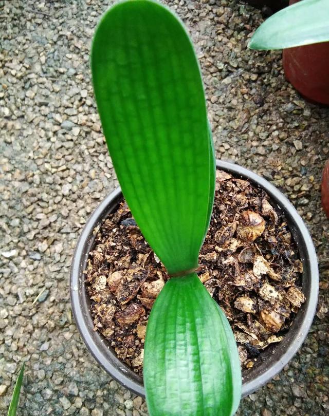 君子兰换盆需要注意哪些事项,君子兰换盆怎么换注意什么