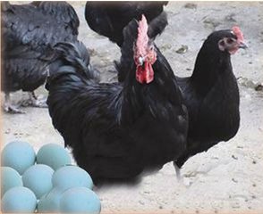 快速带你了解绿壳鸡蛋,揭秘绿壳鸡蛋