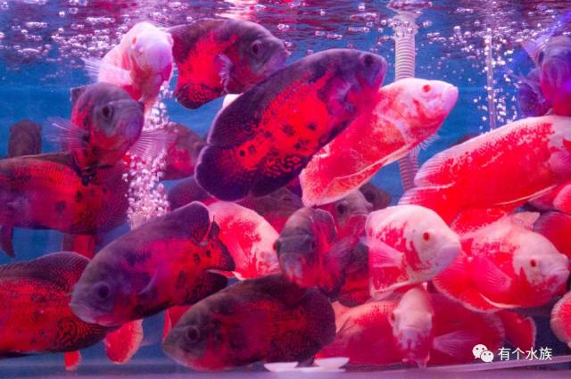 十大适合懒人养的鱼小型观赏鱼,十大最值得养的观赏鱼排名
