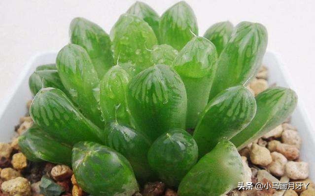 冬季动物成语大全,动物成语大全及答案100个