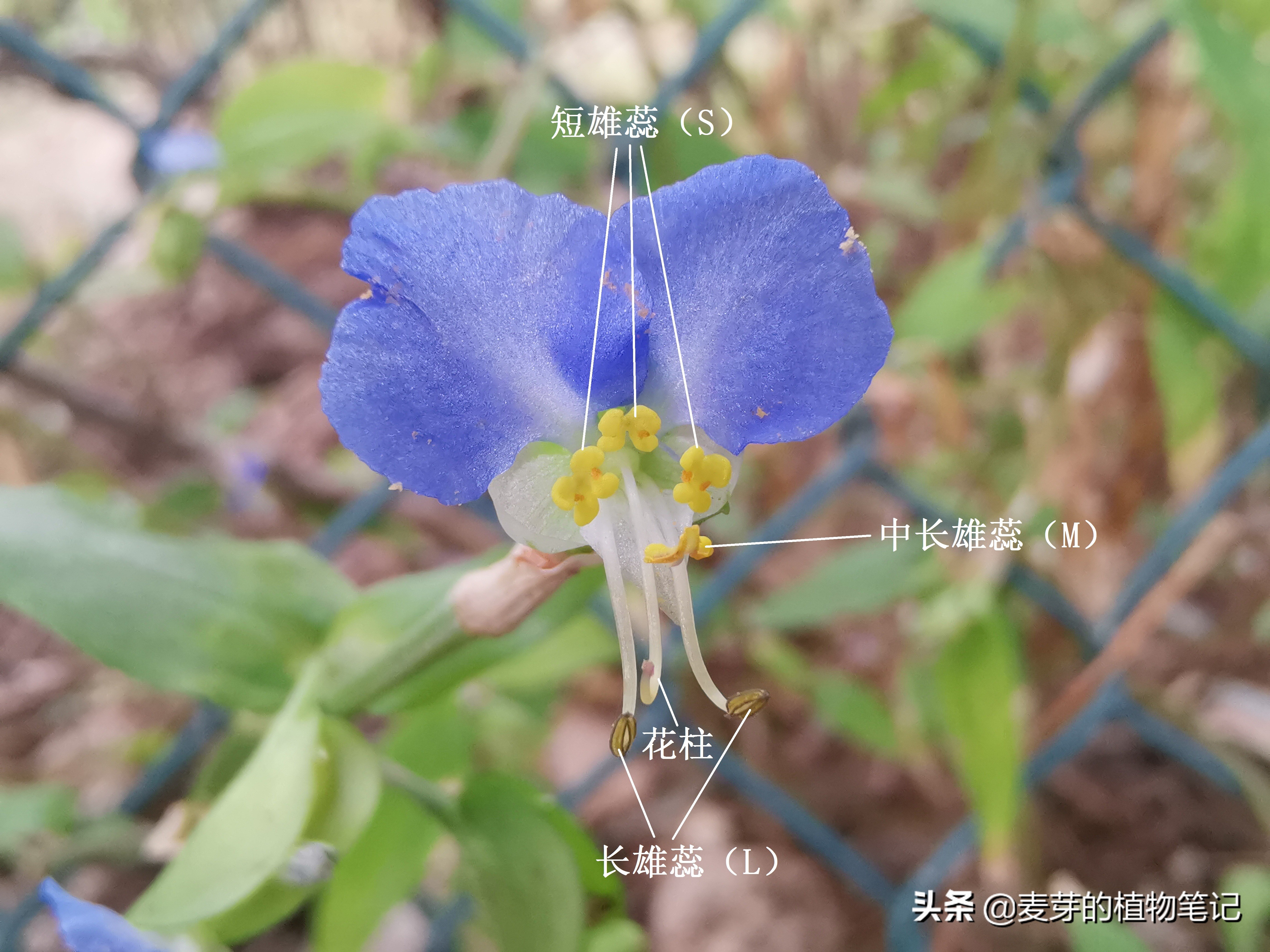 带动物名的植物,哪些动物的名字和植物的相近