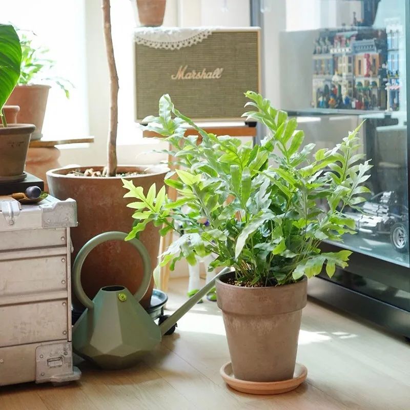 适合养在家里不用晒太阳的花,室内养什么花好养不怕太阳晒