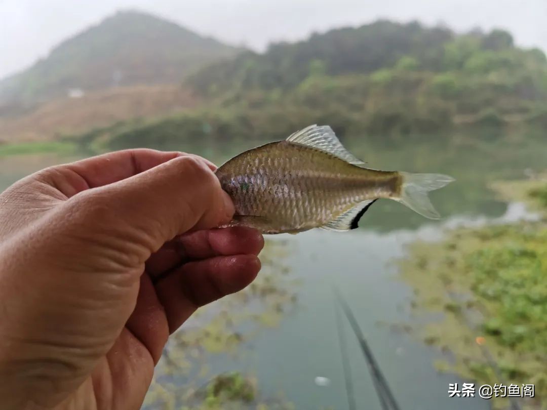 中国鱼竿排名前十的竿测评,不同价位的鱼竿手竿真的差很多吗