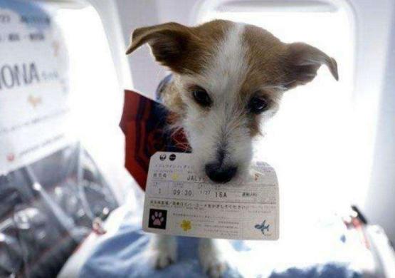 郑州到成都宠物托运,成都到重庆托运宠物多少钱