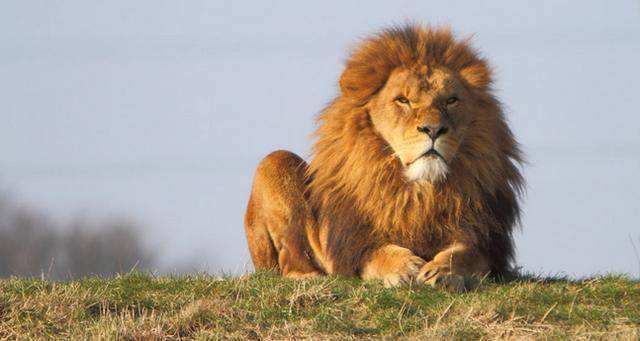 狮和虎单挑全过程,科学分析狮虎谁最厉害