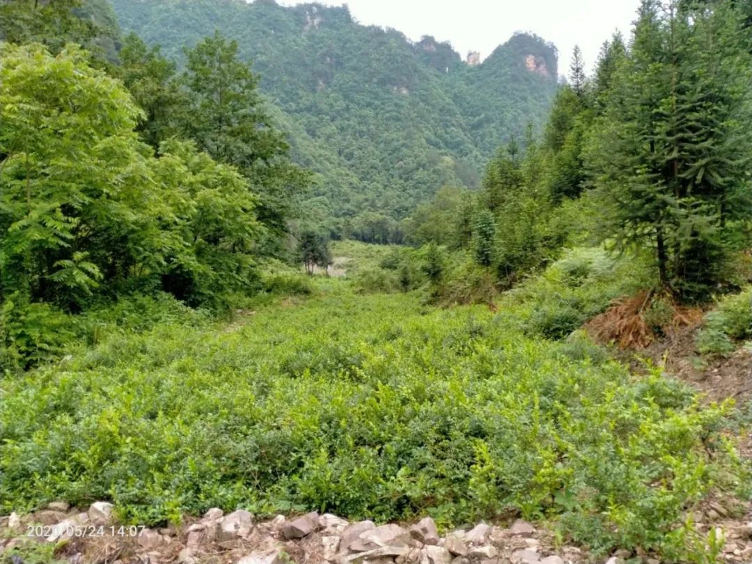 张家界的莓茶酥,张家界的莓茶是什么植物
