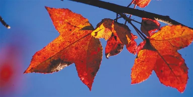 永恒的蓝中文,永恒的蓝歌曲