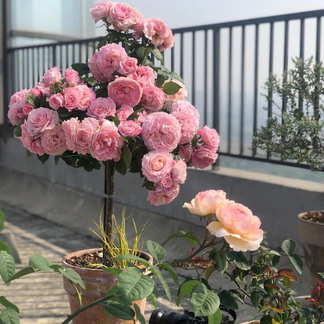 适合阳台种的浓香藤本月季,阳台藤本月季哪个品种好
