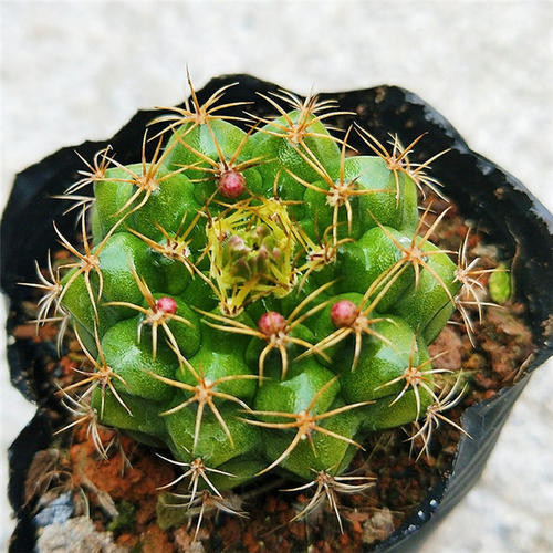 101仙人球,101个仙人球品种