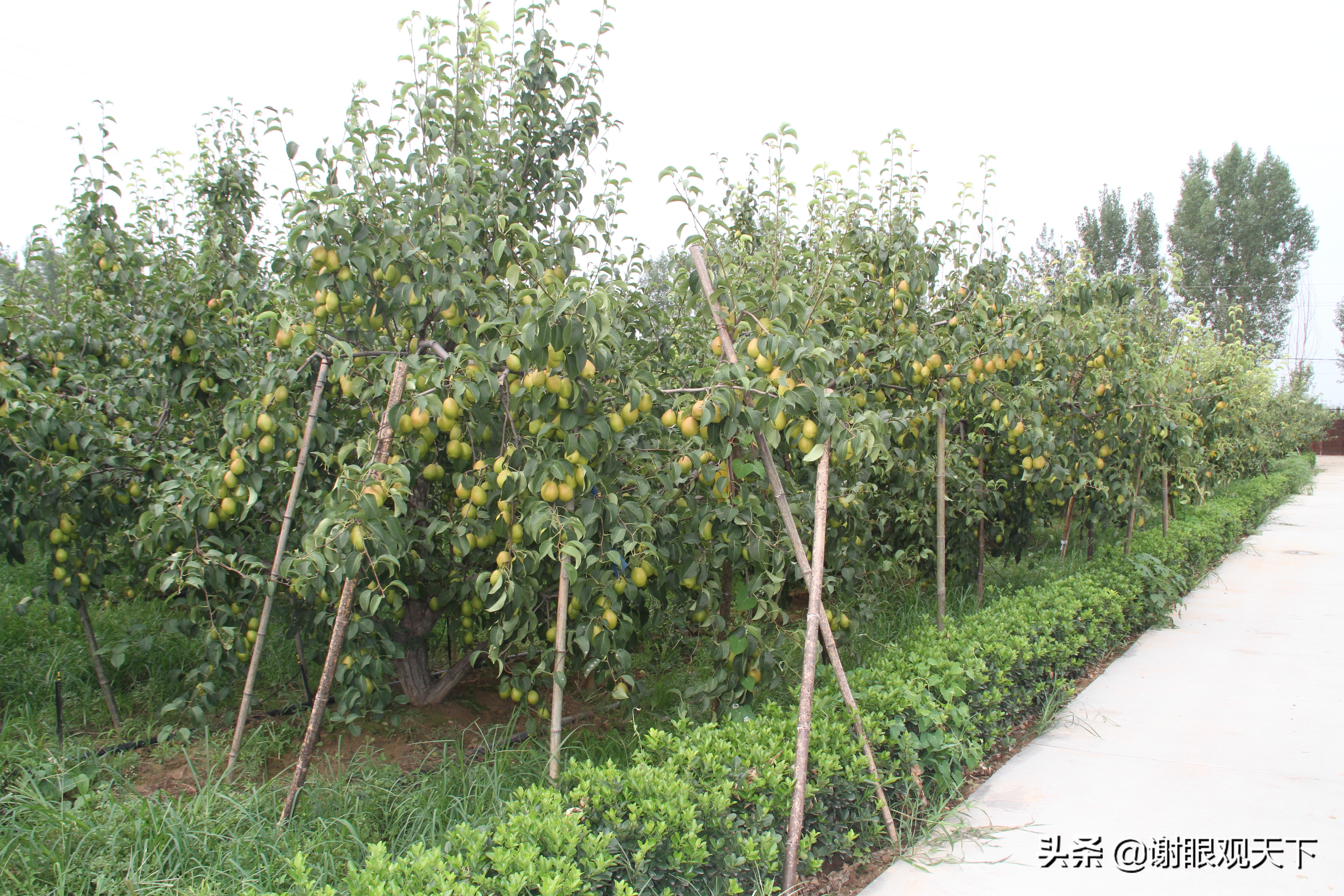 翘指齐赞嘉施利助力梨农品质高