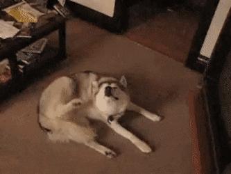 狗狗身上长了跳蚤喷了药多久洗掉,狗狗身上有跳蚤怎样快速处理