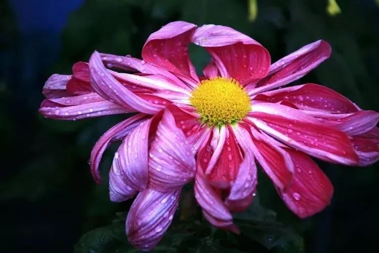 花中四君子菊花,花中四君子菊花的简介