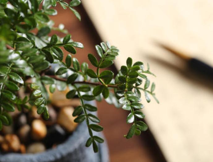 胡椒木盆景的养殖方法和技术图片,胡椒木盆景的造型都有哪些