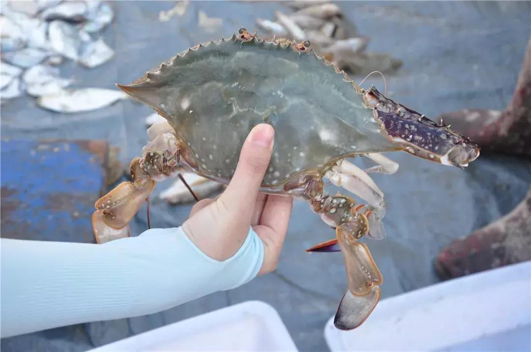 青岛开海了新鲜肥美的海鲜已上市,青岛开海红岛海鲜八大关