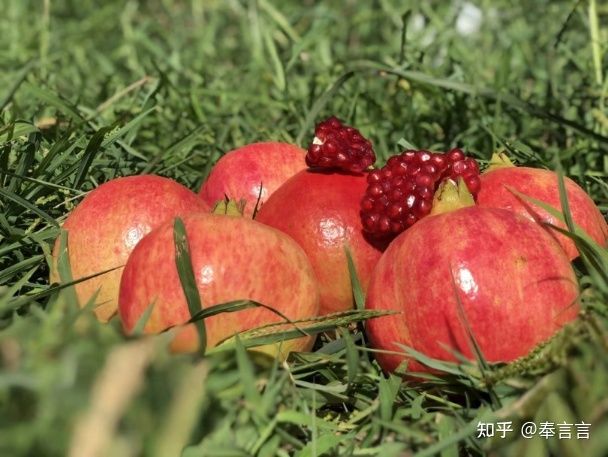 水果赌石,水果界的红石榴