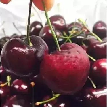 车厘子必备常识,这个季节的车厘子怎么管理