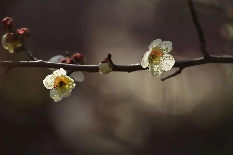 拍梅花技术的技巧和方法,拍梅花的最佳方法
