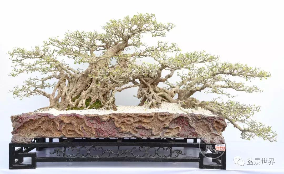 翠鸟根艺石头盆景艺术分享,奇形怪状极品根艺盆景图片