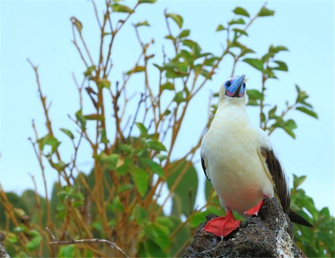 西沙群岛鸟有几种,西沙群岛上有哪些不常见的鸟