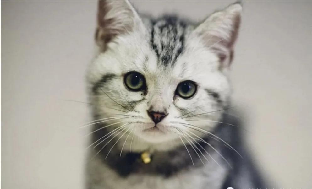 书荒求高质量男主都市小说推荐,书荒了都市小说完本排行榜