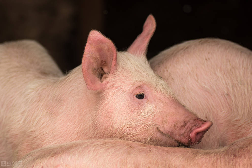 畜禽传染病的监测,畜牧兽医病毒检测操作