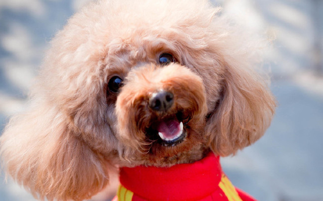 灰色泰迪怎么判断灰泰迪纯不纯,刚出生泰迪有白色杂毛是不是不纯