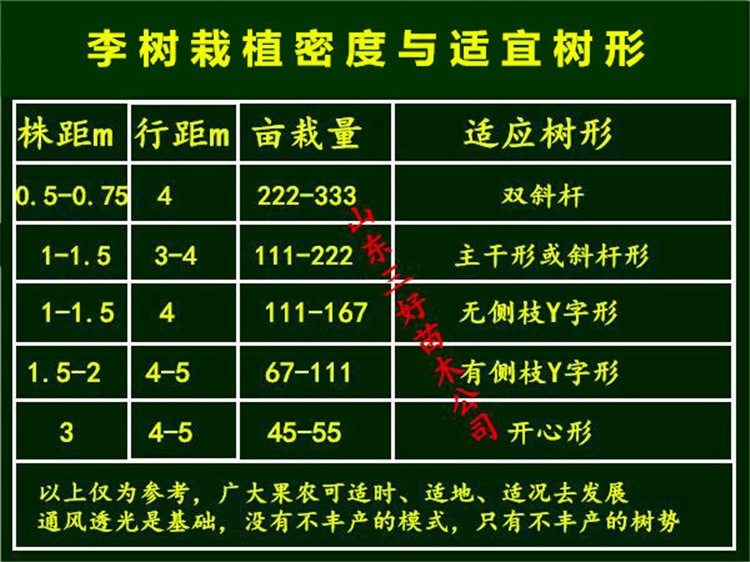 恐龙蛋李子苗品种大全,李子苗新品种恐龙蛋